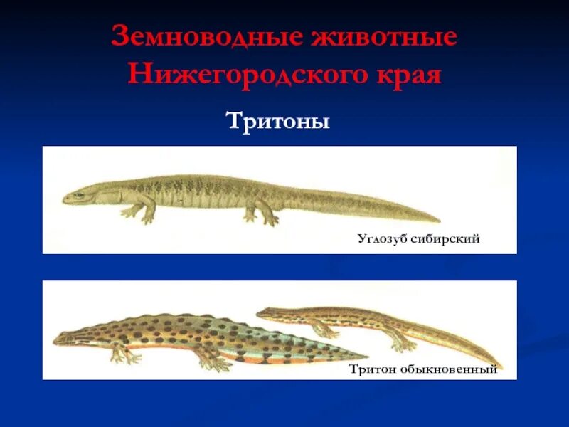 У змей веки срастаются. Обыкновенный Тритон Тип симметрии. Признаки Тритона. Тритон презентация. Сибирский углозуб презентация.