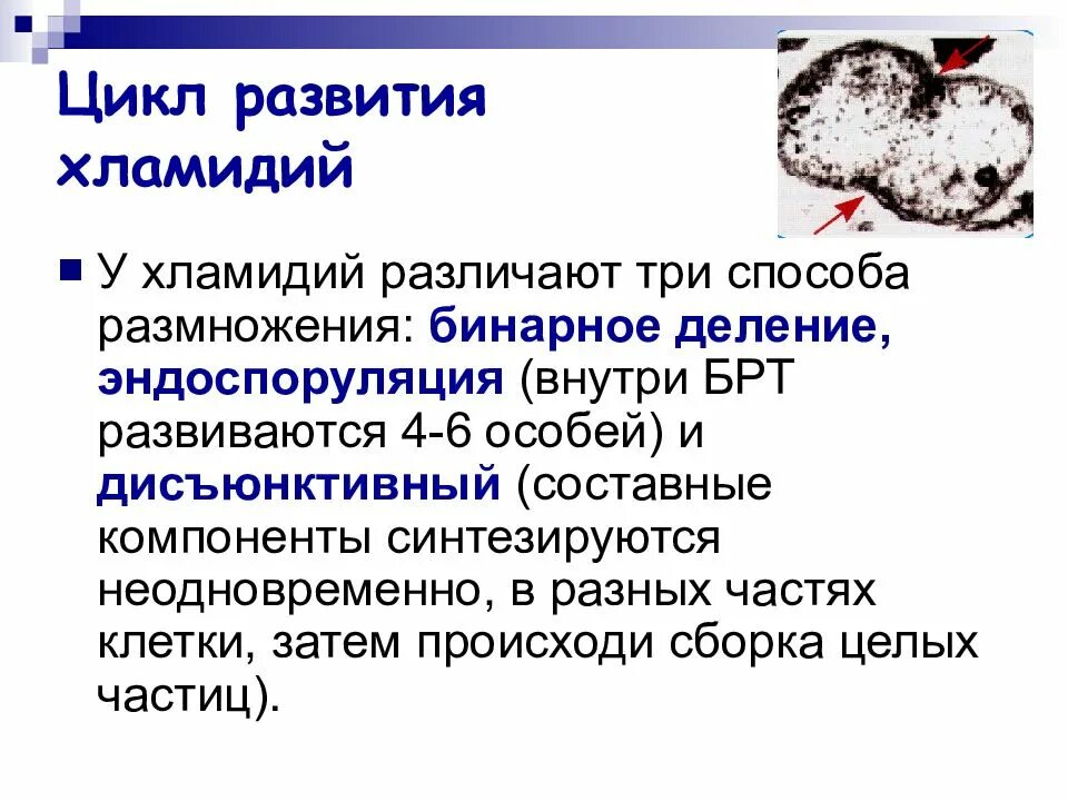 У лидии хламидии камеди. Жизненный цикл развития хламидий. Этапы цикла развития хламидий. Схема жизненного цикла хламидии. Chlamydia trachomatis патогенез.