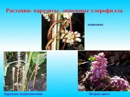 Утрата хлорофилла у растения заразихи