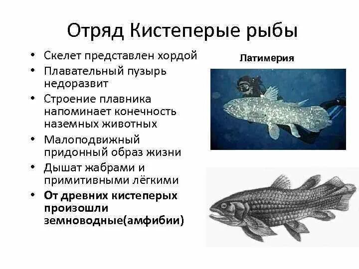 Кистеперые рыбы легкие