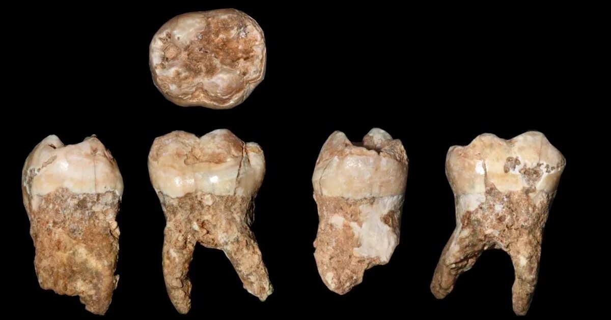 Зубы в древнем риме. Зубы доисторических людей. зубы древних людей и современных людей.
