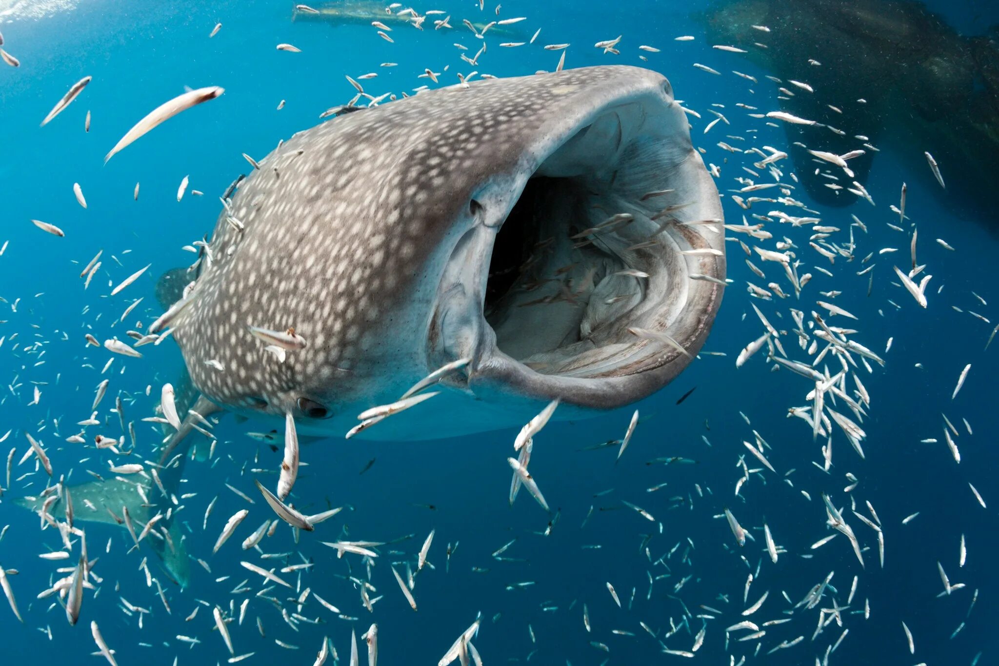 Fish may be