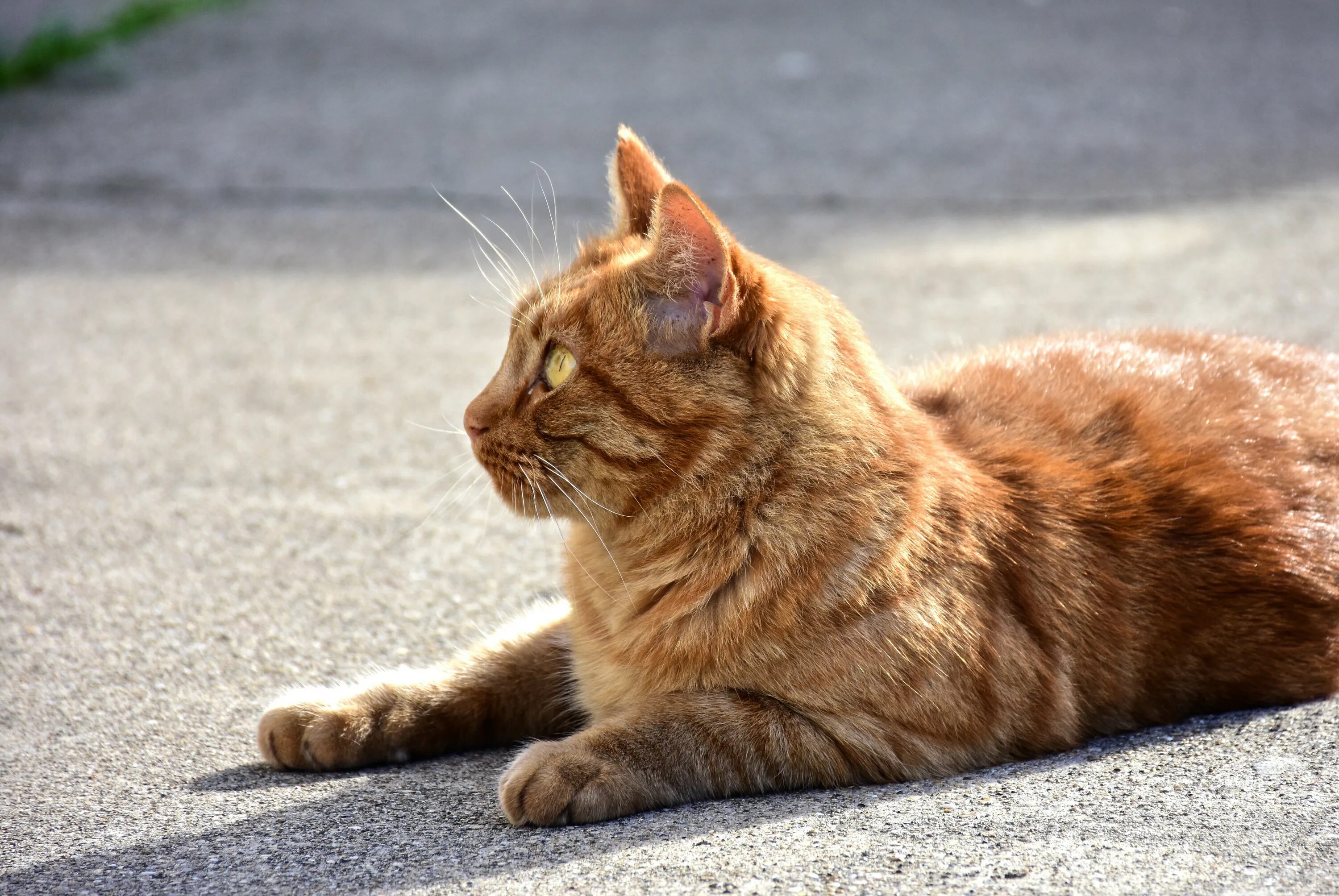 Инстинкт котов. Красный кот. Рыжий кот сидит. Красная кошка фото. Рыжий кот сидит высокое разрешение.