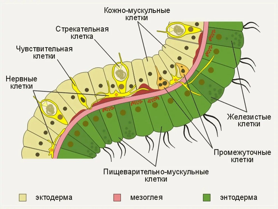 Кожно мускульные клетки. Строение эктодермы и энтодермы кишечнополостных. Строение гидры слои клеток. Строение стенки гидры. Клетки тела гидры эктодерма и энтодерма.