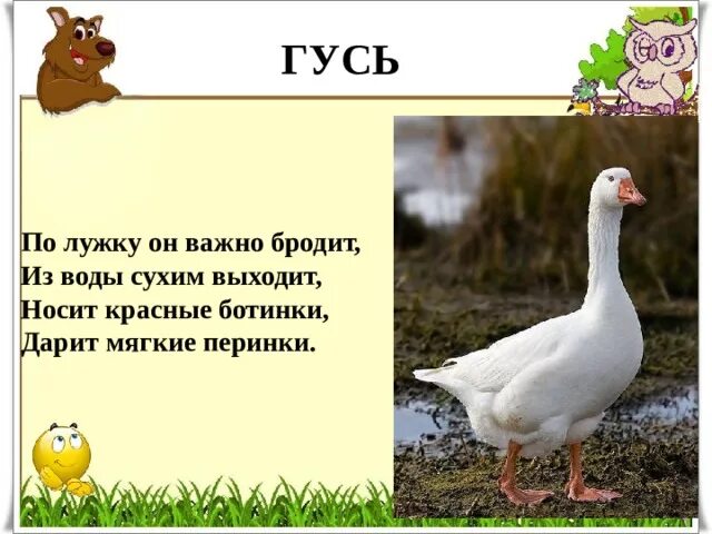 Гусь лапчатый значение. Гусь лапчатый значение