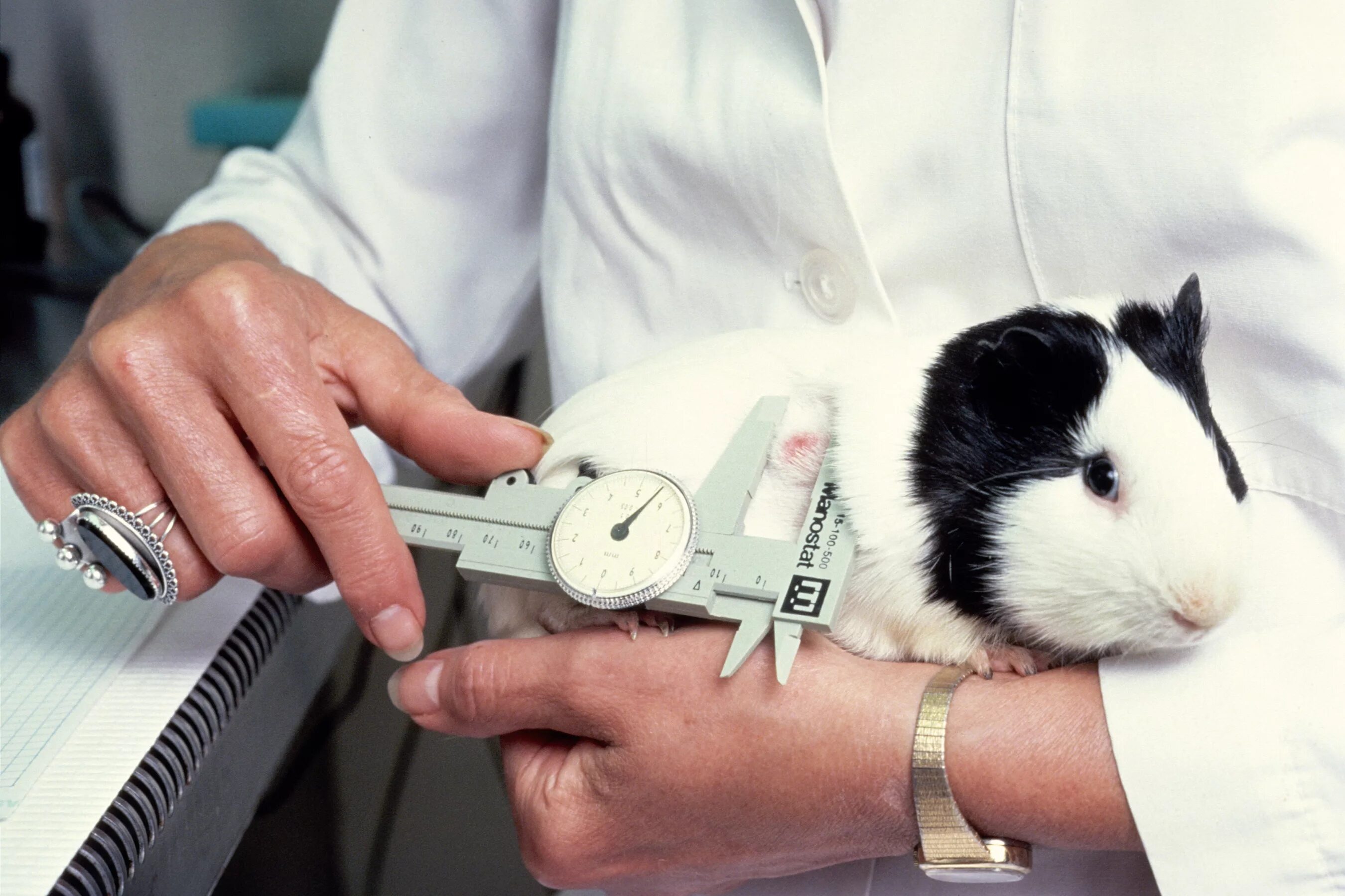 Экспериментальная мышь. Биопроба на морских свинках. Лабораторные животные. Лабораторные исследования животных.