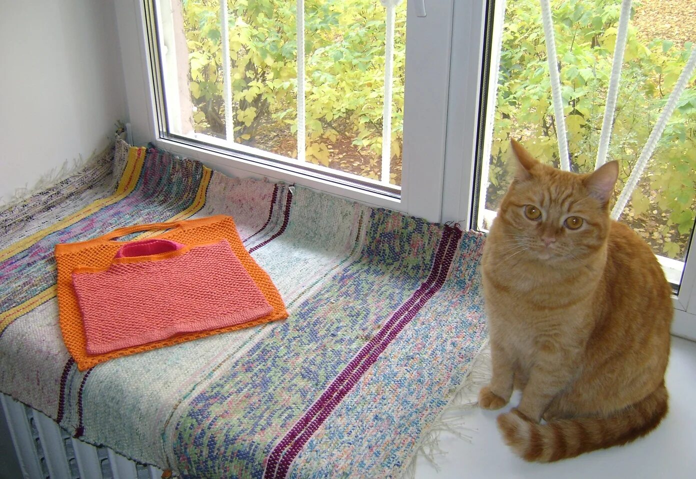Закрыть кота. Кот на балконе зимой. коты в авоське. кошка с авоськой. кота забыли на балконе зимой.