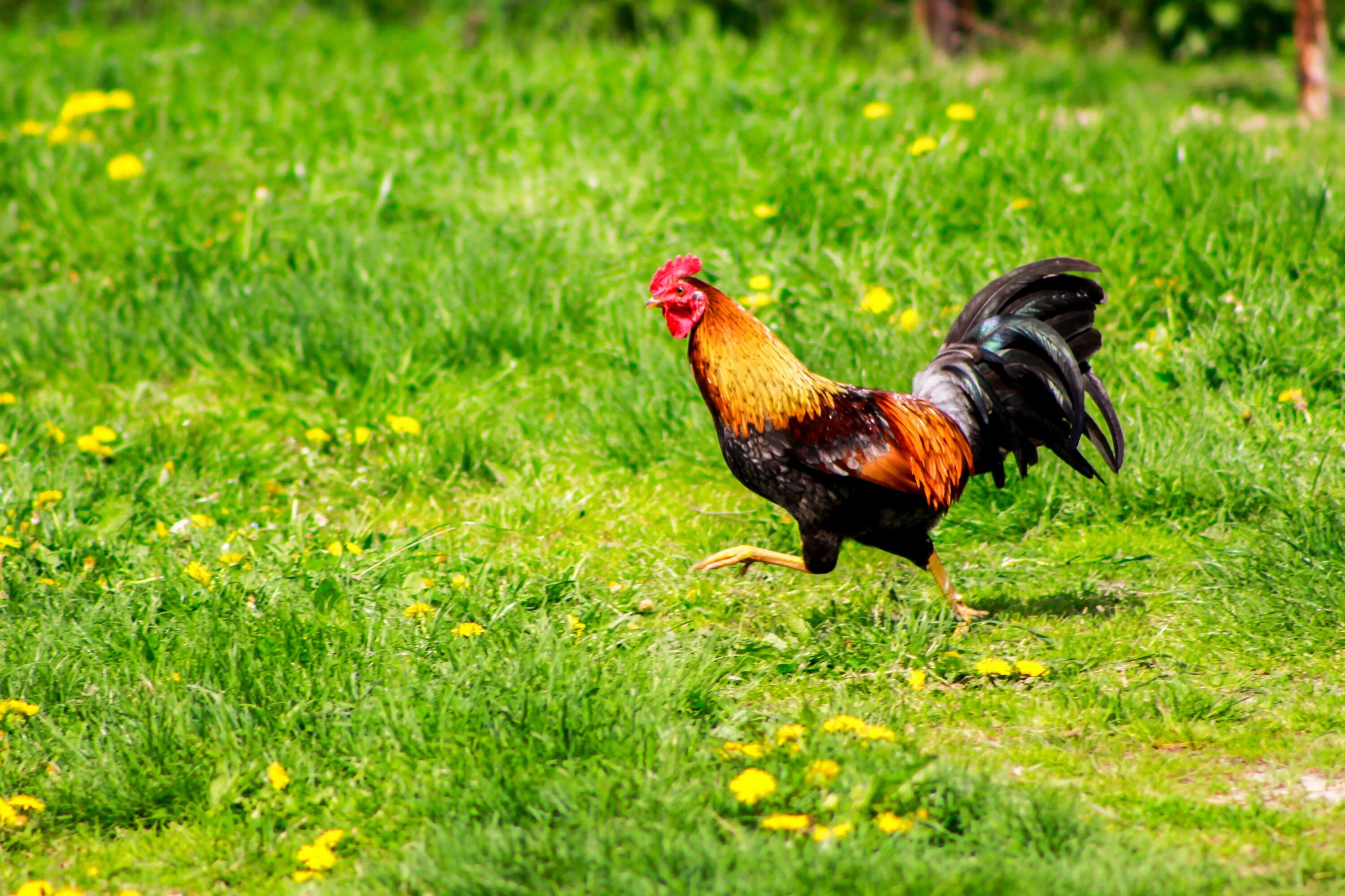 Петухи бегают. Гибискус Bantam Rooster. Петух. Красивый петух. Зеленый петух.