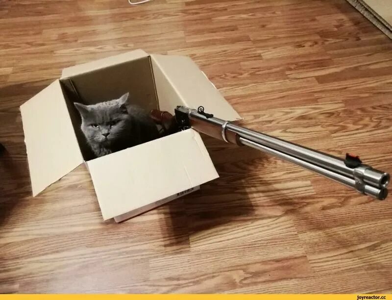 Котик в коробке. Кот в коробке. Вылазь из коробки. Кот в коробке. Котик в коробочке.