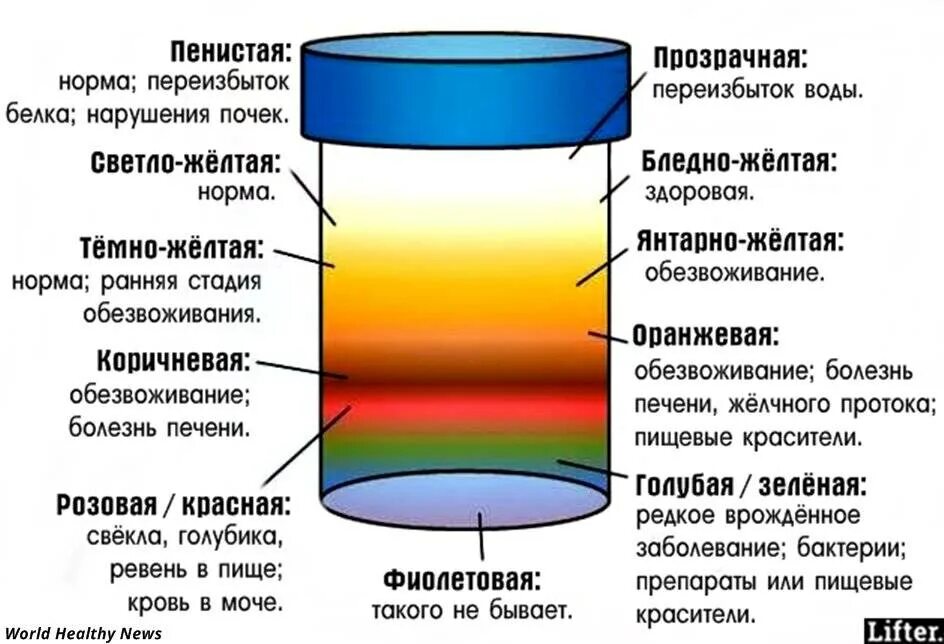 Моча 8 класс. Цвет мочи. нормальный цвет мочи. изменение цвета мочи. моча темного цвета.