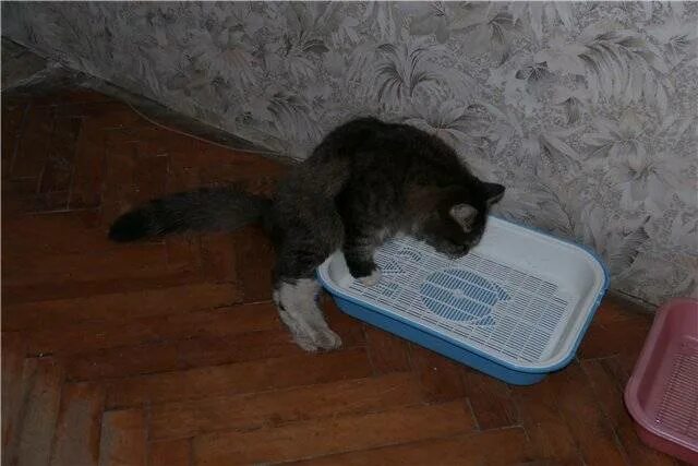 Сколько кошка будет гулять. Кошка гуляет. кошка загуляла.