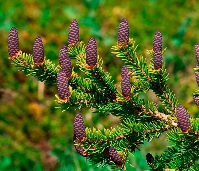 Названия хвойных. Ель Сибирская (Pícea obovаta). Ель Сибирская (Picea obovata Ledeb. ). Ель Сибирская (Picea obovata) макростробил. Picea obovata шишки.