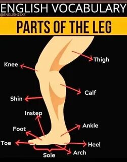 Что значит leg
