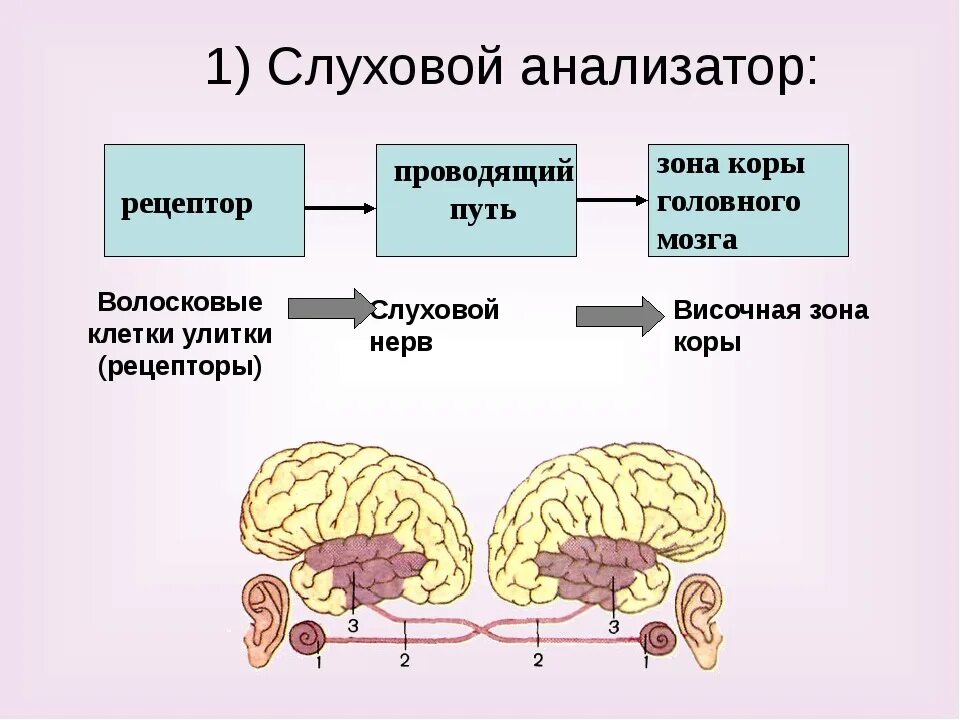 Что входит в состав анализаторов биология. Основные звенья слухового анализатора схема. Схема слухового анализатора человека. Схема рецепторного отдела слухового анализатора. Структура слухового анализатора схема.