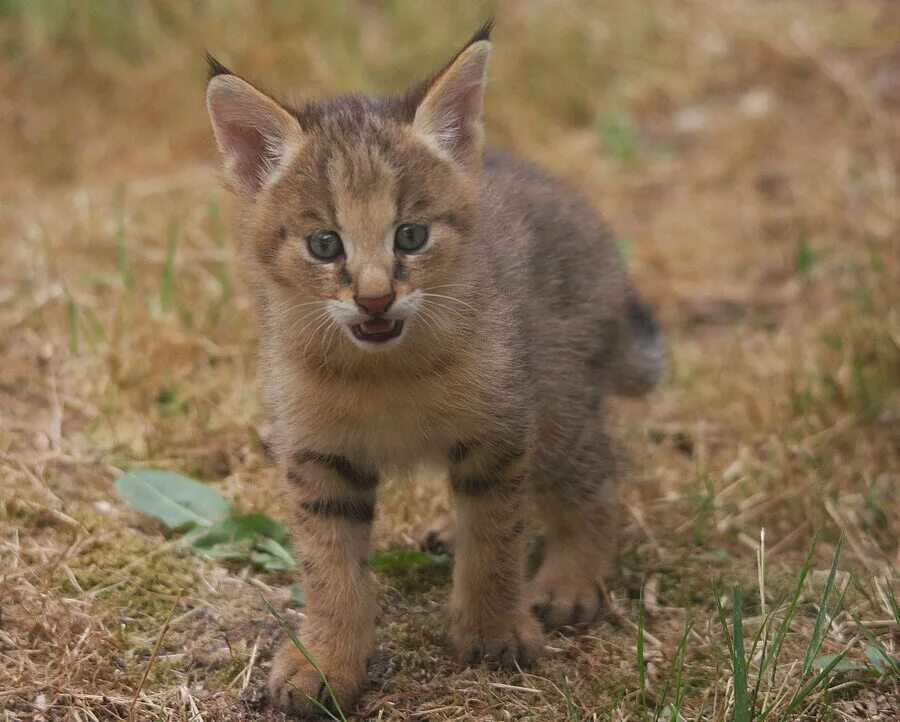 камышовый кот хаус болотная рысь. камышовый кот (хаус) (felis chaus). камышовый кот (хаус) (felis chaus). кавказская лесная кошка felis silvestris caucasica. покажи камышового кота.