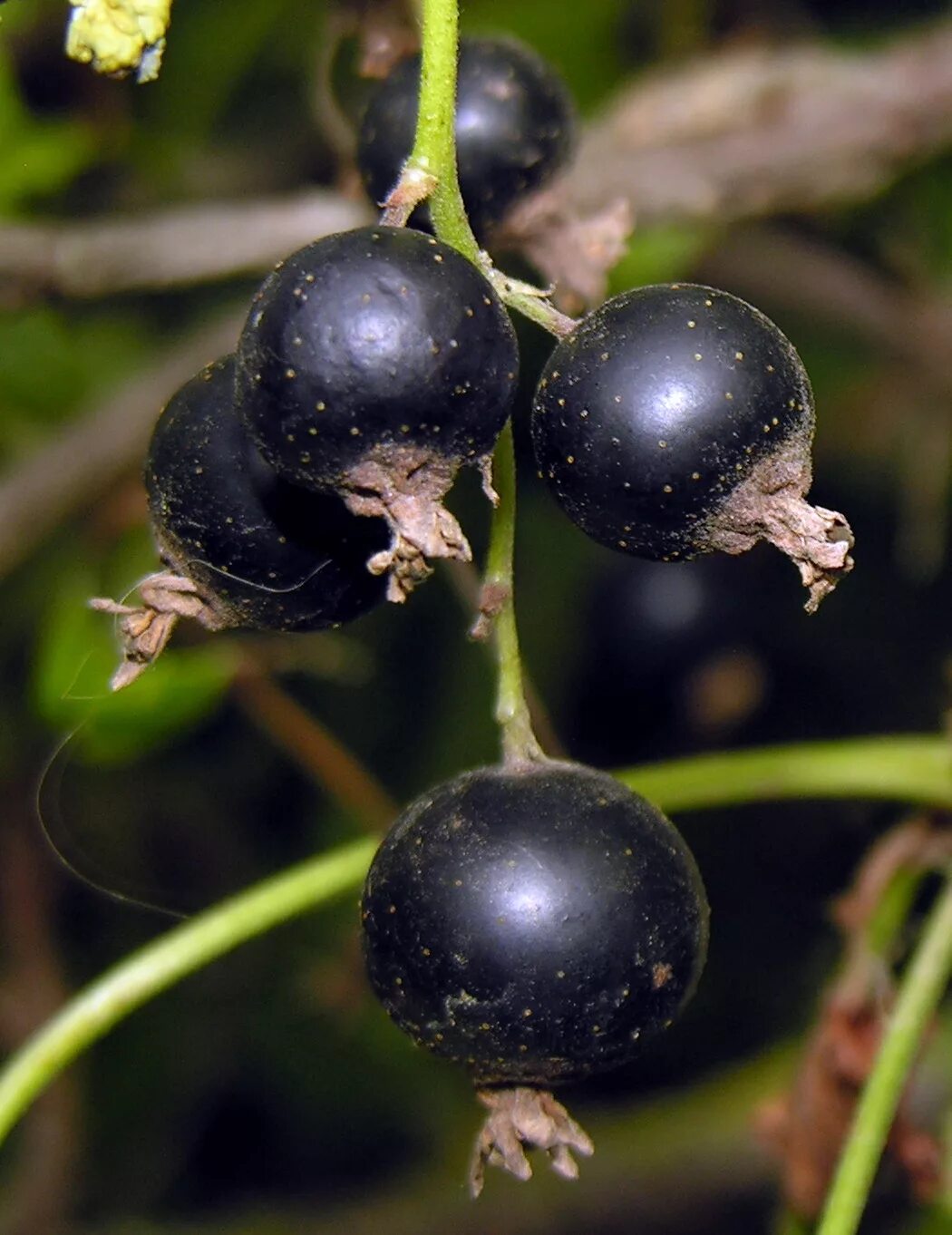 Маленькие черные ягоды. Смородина черная (ribes nigrum). Смородина чёрная (ríbes nígrum). Крыжовниковые Grossulariaceae. Смородина черная Бен Хоуп.