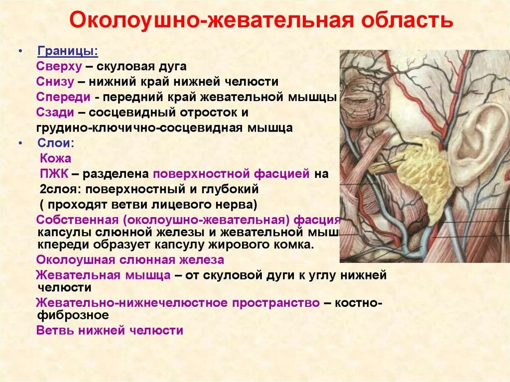 Топография околоушно-жевательной области. Околоушно жевательная фасция. Послойная топография околоушно-жевательной области.. Околоушно-жевательная область топографическая анатомия. Нервы околоушной железы