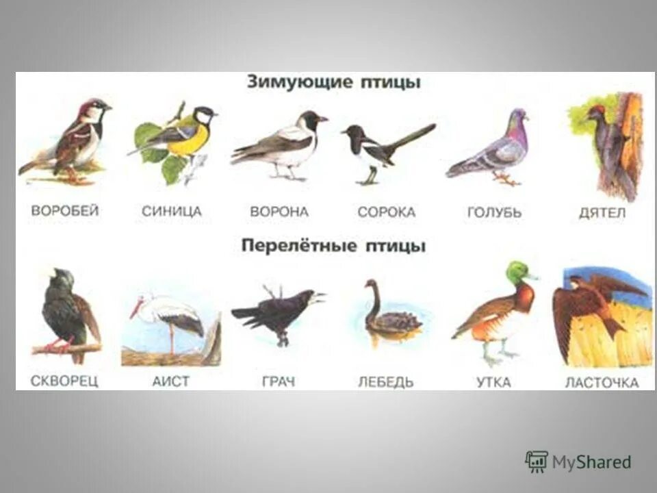 какие из птиц обитают на лугу. перелетные и зимующие птицы для детей. название птиц окружающий мир. перелетные птицы. оседлые зимующие и перелетные птицы.