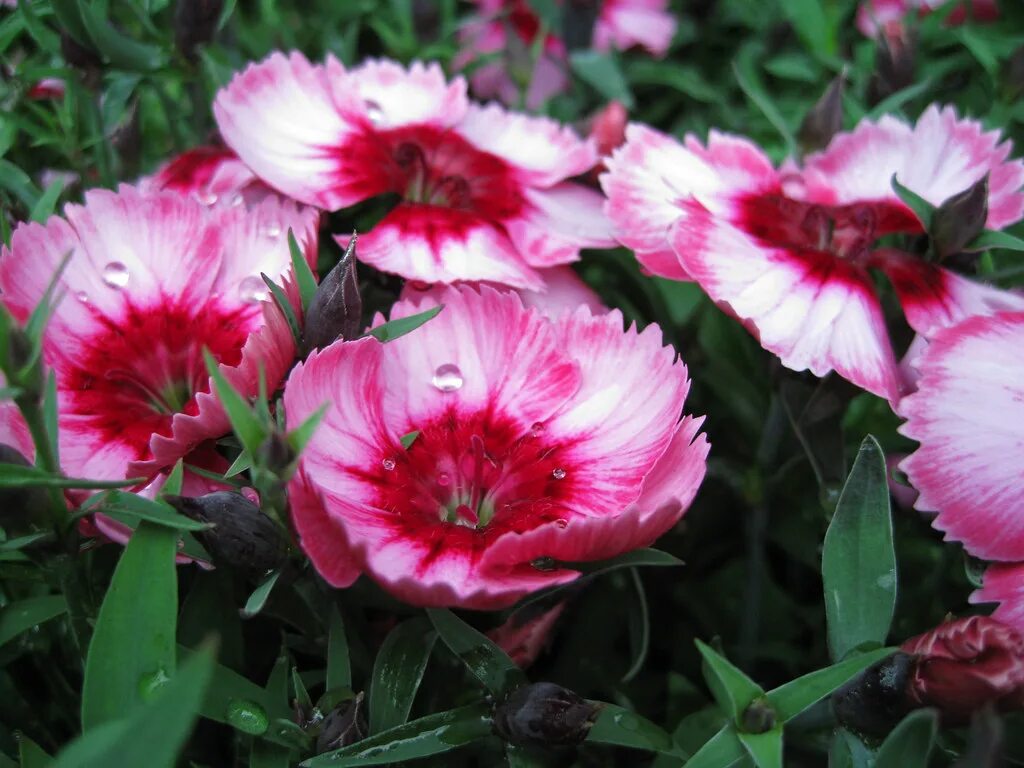 Гвоздика китайская микс. Dianthus chinensis гвоздика китайская. Гвоздика китайская Стравберри. Гвоздика китайская Коронет. Гвоздика китайская Coronet Rasberry.