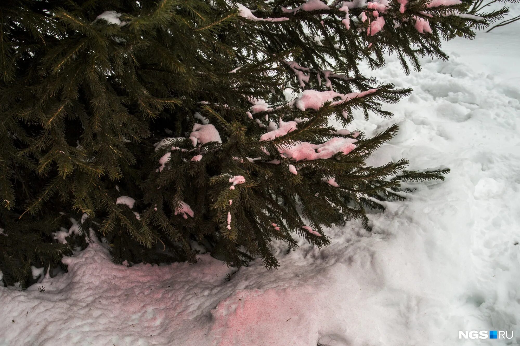 Розовый снег собаки. Розовый снег. Сьерра Невада розовый снег. Розовый снег изониазид.