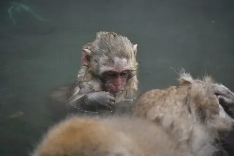 Лев обезьяна рыба обезьяна