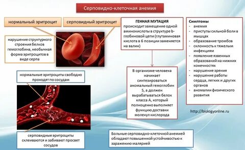 Мутации эритроцитов