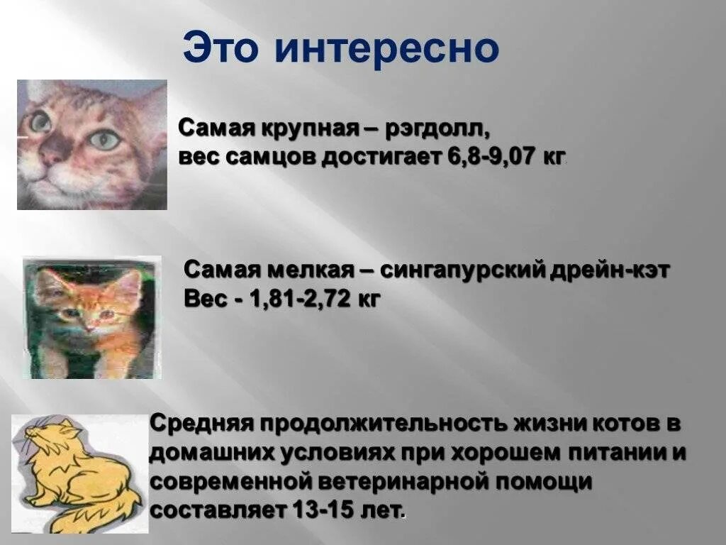 Сколько живут кошки в среднем домашних условиях. Продолжительность жизни кота. Продолжителтностьжизни котов. Продолжительность жизни котов домашних. Средняя Продолжительность жизни кота домашнего.