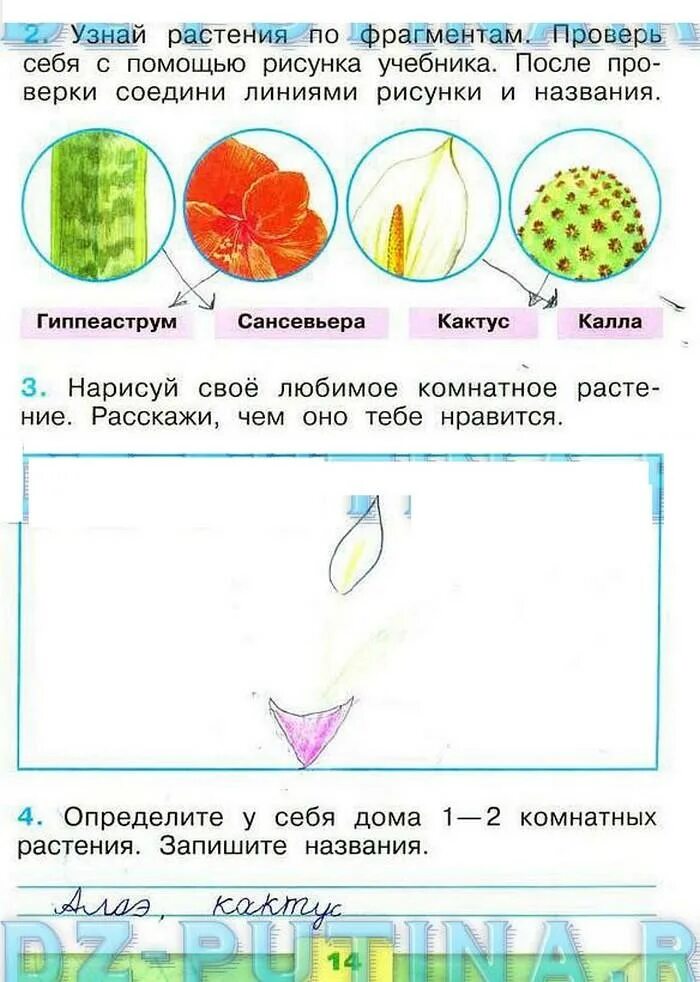 Окружающий мир 1 класс рабочая тетрадь 14