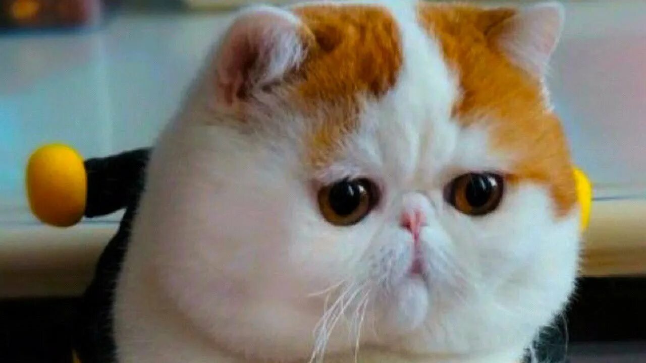 Коты с приплющенной мордой. Экзот Снупи. Японский кот Снупи. Экзотическая короткошерстная кошка Снупи. Экзот Снупи котята.