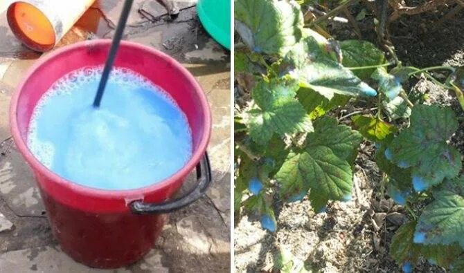 Можно ли обрабатывать сад медным купоросом. Медный купорос опрыскивание. обработка смородины купоросом. раствор медного купороса % смородина. для винограда медь.