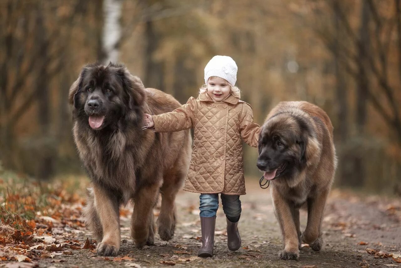 2 больших собак. Леонбергер и тибетский мастиф. Леонбергер собака. Большой Леонбергер. Ирландский волкодав и тибетский мастиф.