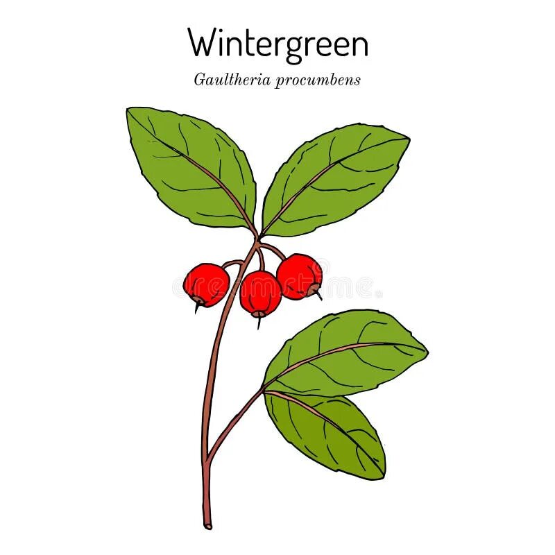 Винтергрин. Wintergreen (Гаультерия). Винтергрин (Gaultheria procumbens). Грушанка Gaultheria procumbens. Wintergreen растение.