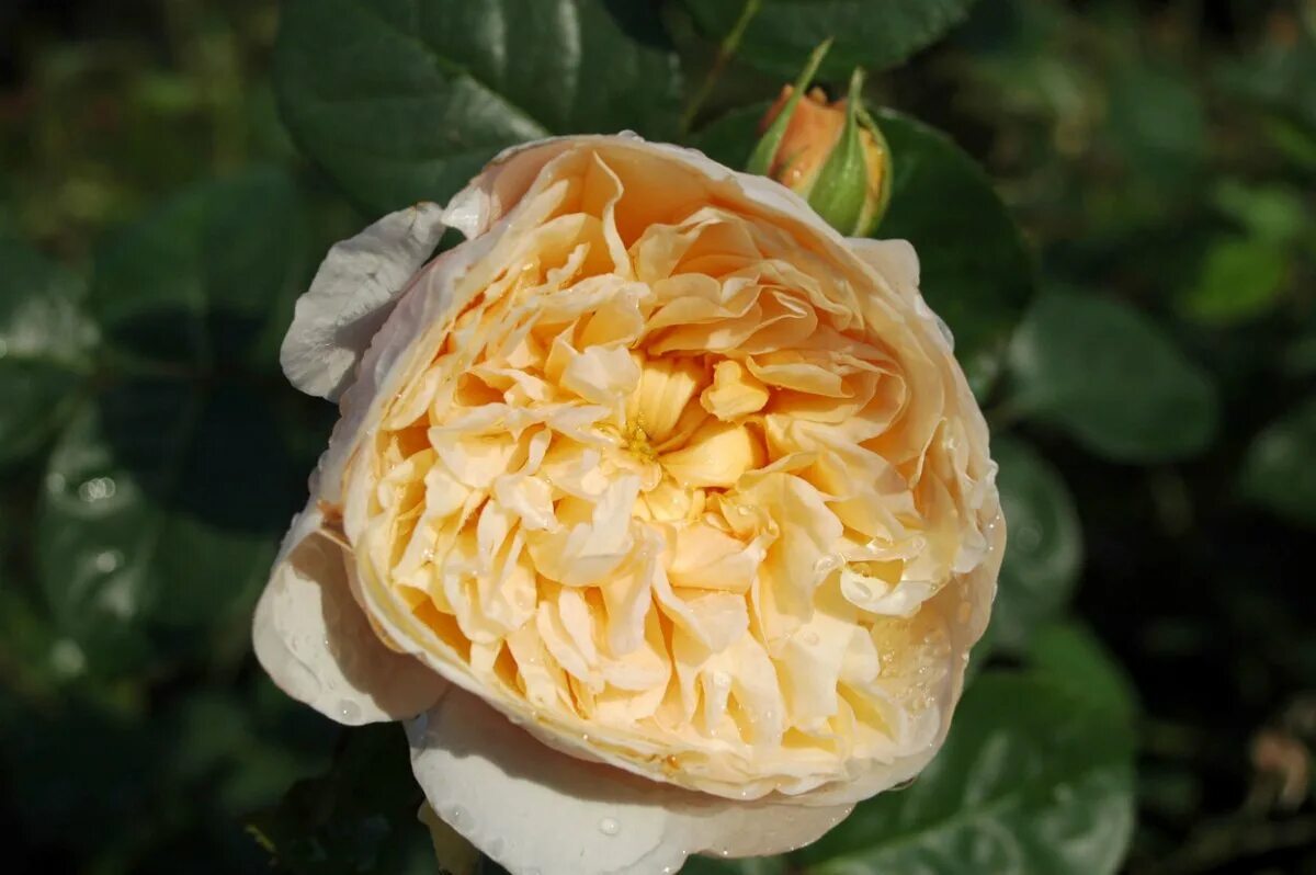 Мишкины розы питомник на весну. Charity Чарити английские розы.