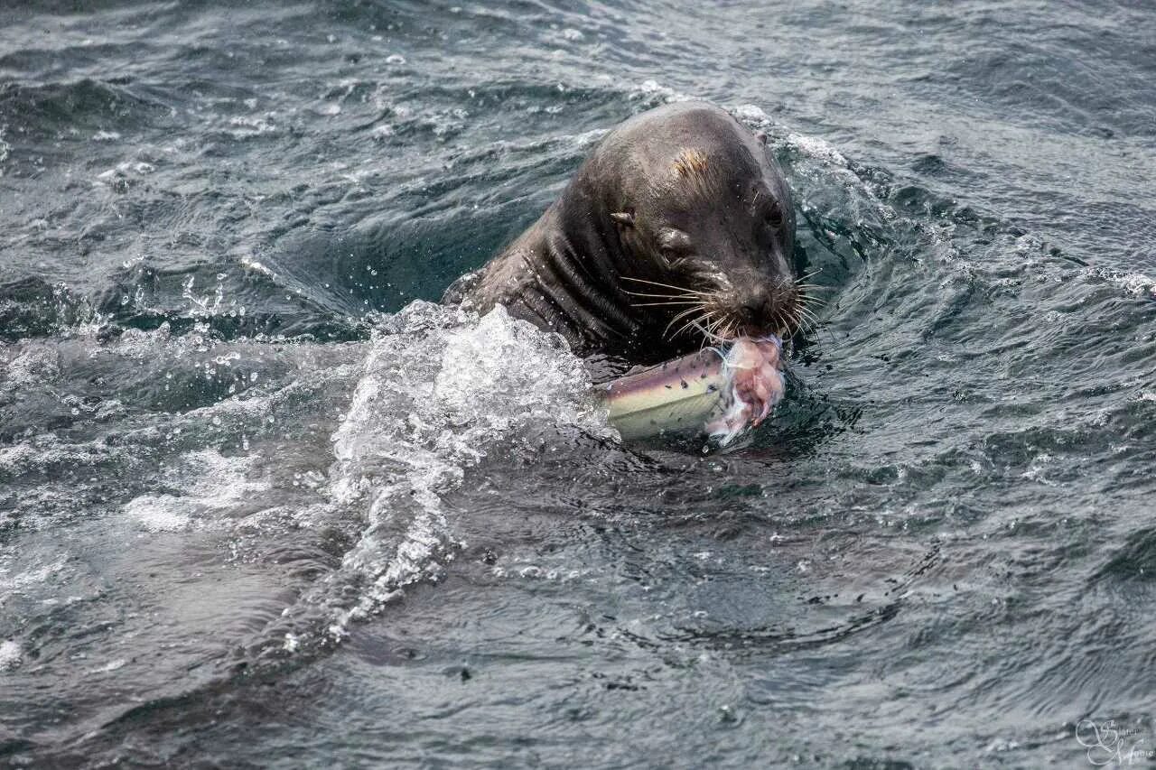 Морской нападение. Сивуч морской Лев атака. Морские котики нападают на людей. Акула нападает на тюленя.