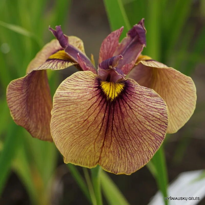 Ирис сапфир бьюти. Ирис гибридный / iris x hybrida 'утро туманное'. Iris x. Ирис голландский лайон кинг. Ирис бородатый grand kanyon sunset.
