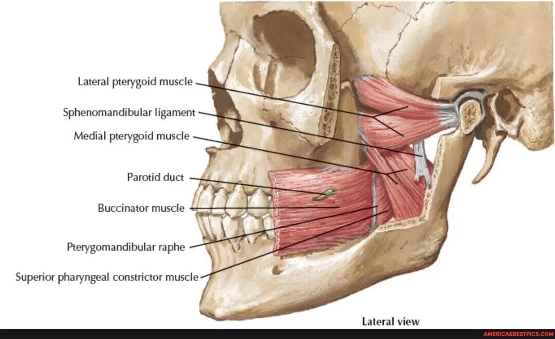 Крыловидно-челюстное пространство абсцесс границы. Клетчаточное пространство топографическая анатомия. Височная жевательная крыловидные мышцы. Крыловидно-нижнечелюстное клетчаточное пространство содержит. Крыловидно-челюстное пространство абсцесс границы.