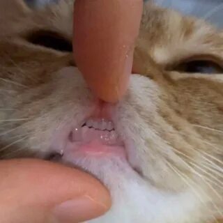 Игры зубы кошки