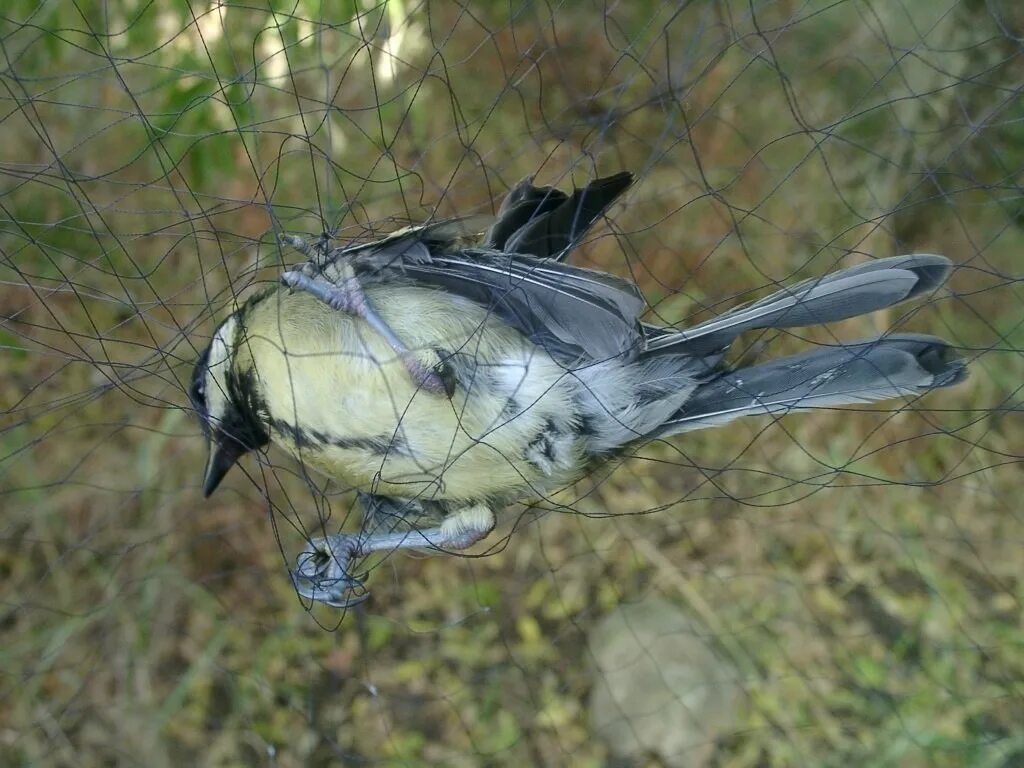 Ловля птиц. Сеть орнитологическая для птиц. Орнитологическая сеть для ловли птиц. Сетка для ловли певчих птиц.
