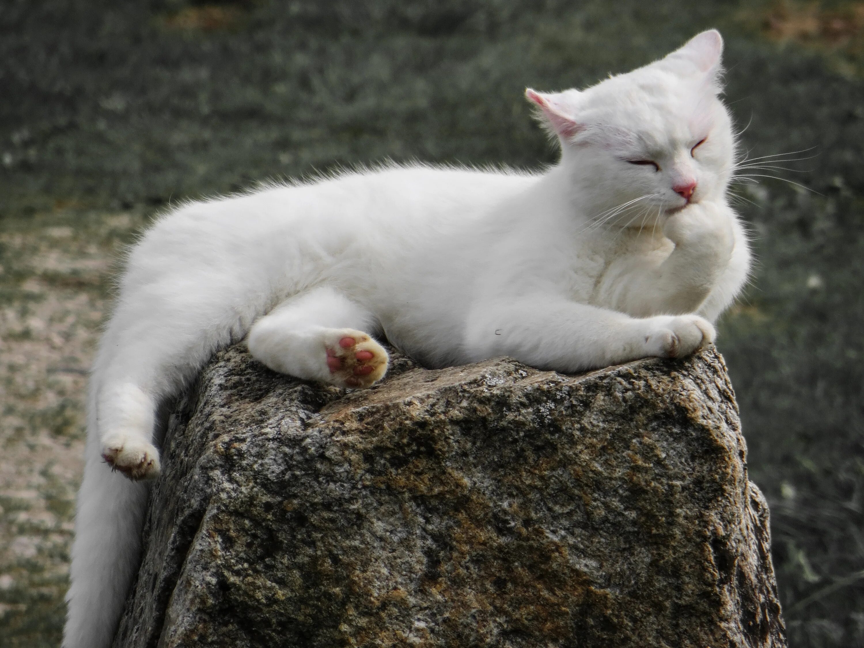 Белый кот мурзик. Белый кот. Белый котик. Белые коты. Русская белая кошка.