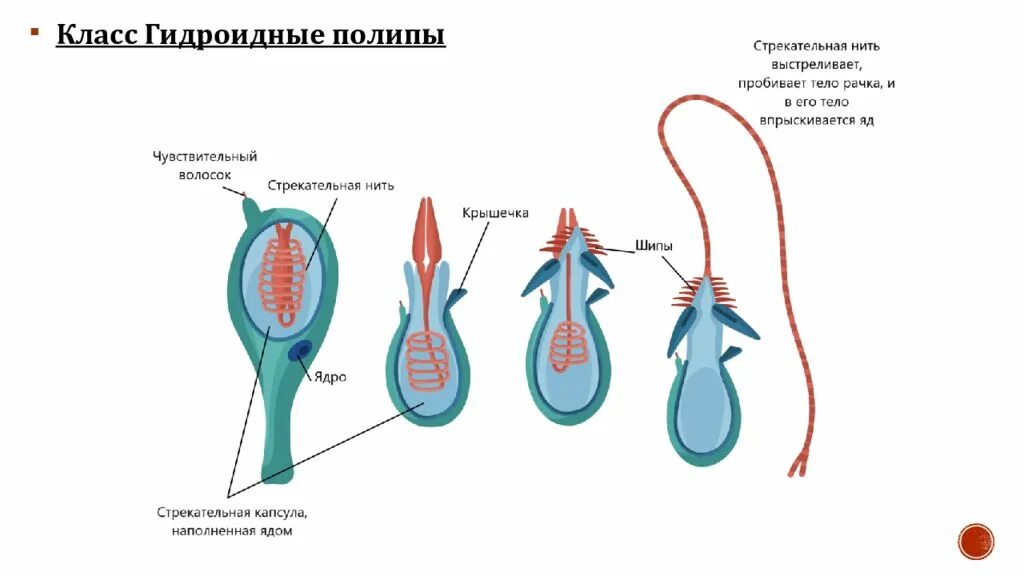 Стрекательная клетка состоит из. Стрекательные клетки гидры. Строение стрекательной клетки. Стрекательнаяклетками гидры. Строение стрекательной нити.