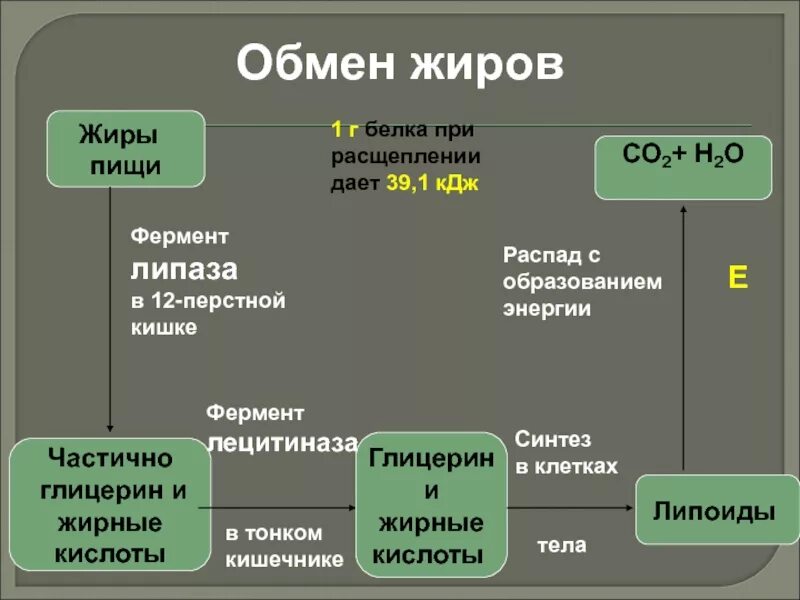 Продукты распада клеток. Обмен жиров схема. Схема обмена белков жиров и углеводов в организме человека. Обмен веществ схема белки жиры углеводы. Обмен белков схема.