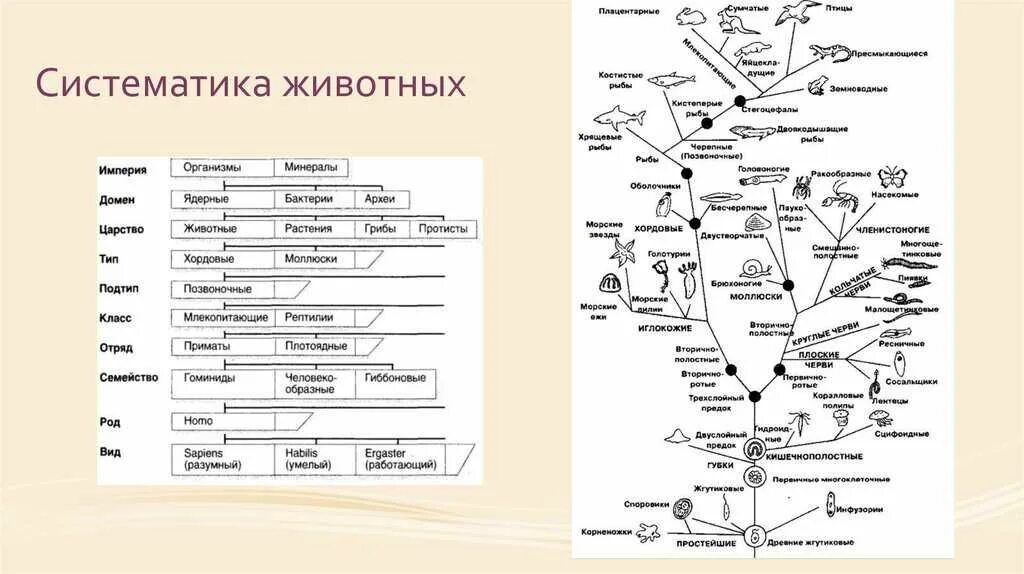 Систематика царства животных схема. Современная систематика животных таблица. Царство животные классификация схема. Систематика животных в биологии таблица. Систематическая группа живых организмов