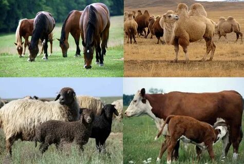 Жалаңаш Наташа Гусева