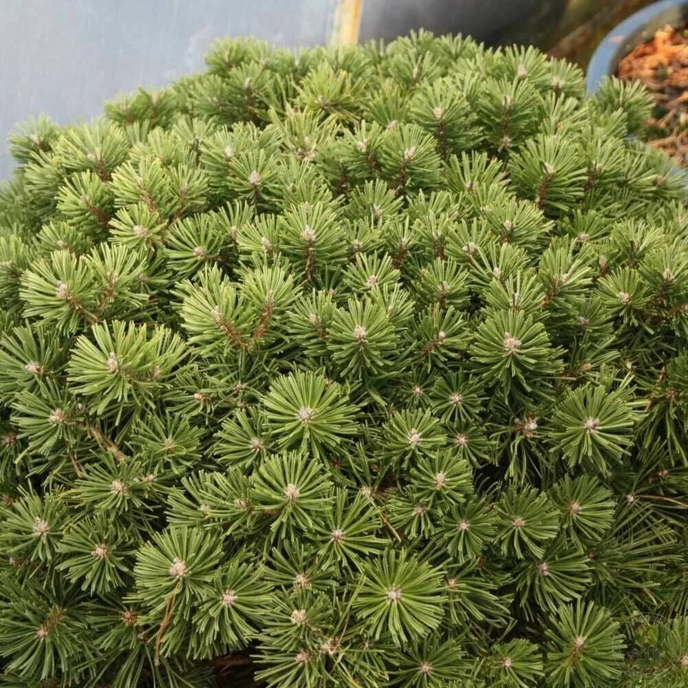 Pinus mugo 'Saturn'. Варелла Pinus mugo. Pinus mugo Saturn сосна. Сосна Горная Пинус Муго Хампи. Хвойные недорого