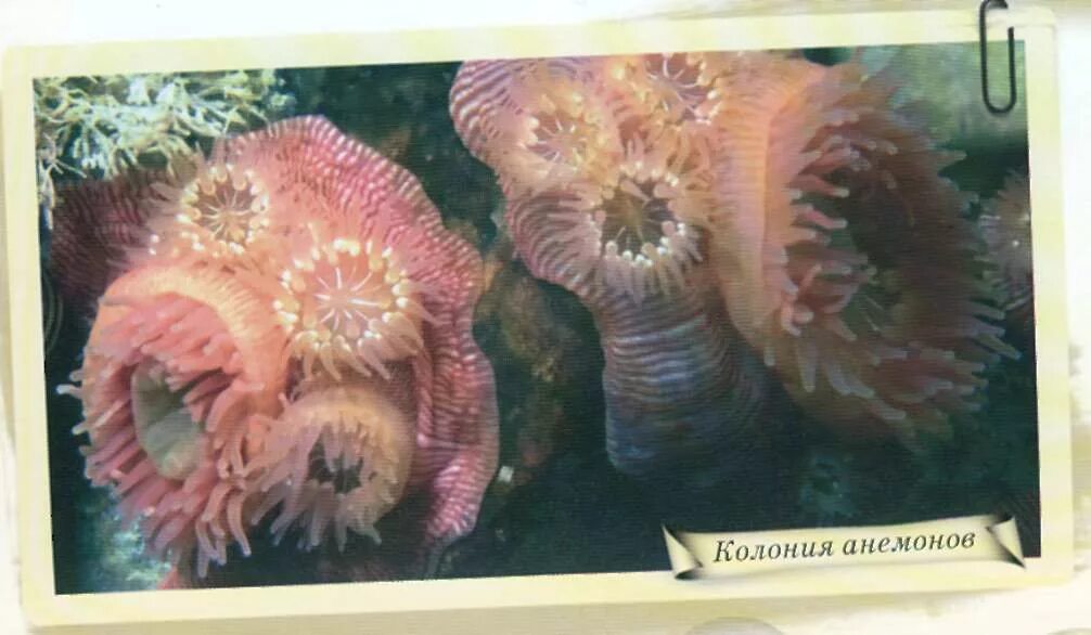 класс коралловые полипы (anthozoa). характеристика класса коралловые полипы.