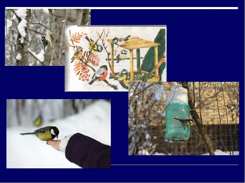 Проект Покормите птиц зимой. Птицы зимой презентация. Проект на тему Покормите птиц. Проект Покормите птиц зимой 2 класс.