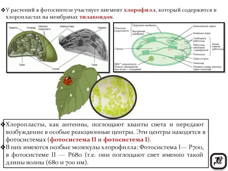 Какая клетка содержит хлорофилл. Пигменты пластид. хлорофилл и фотосинтез. строение хлоропласта фотосинтезирующие пигменты. пигмент хлорофилл хлоропласты тилакоиды. фотосинтезирующие пигменты в хлоропласте.