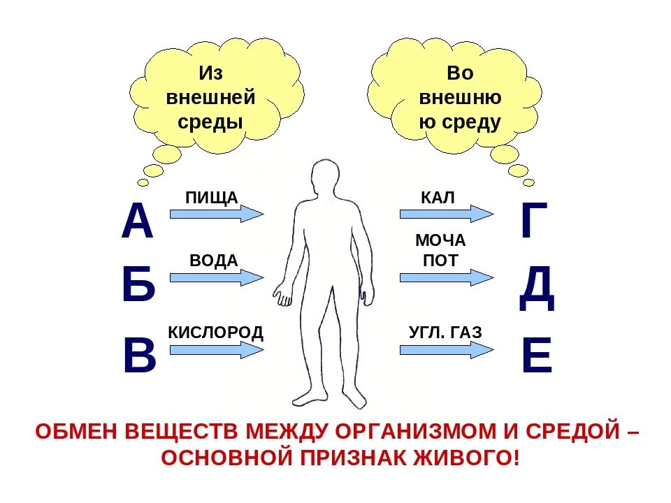 Организм человека получает