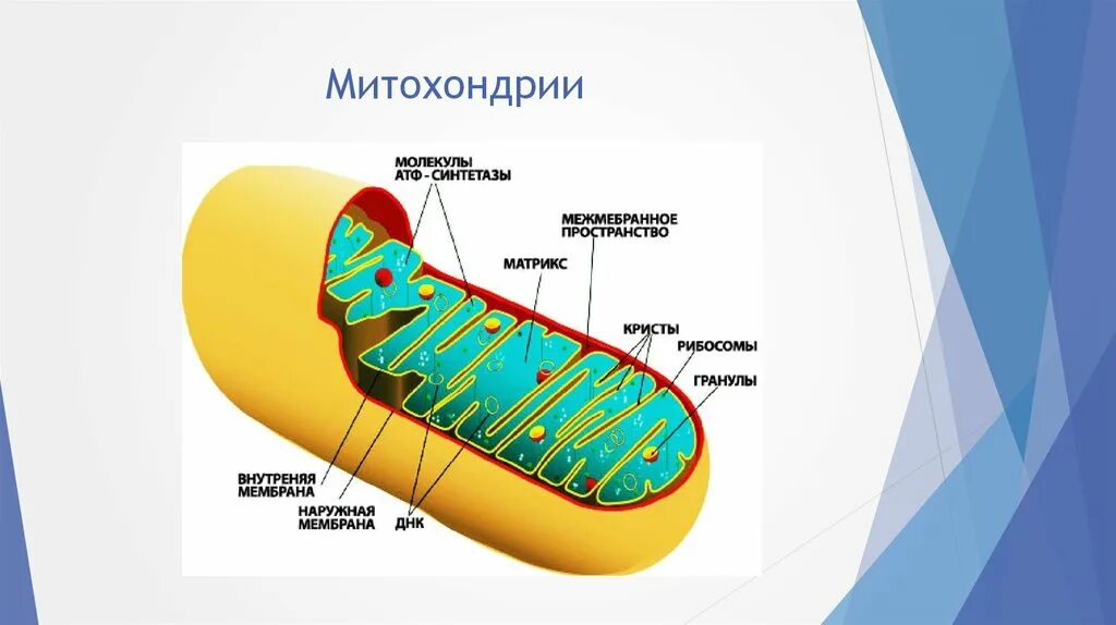 Митохондрии биология строение. АТФ В митохондрии схема. Строение митохондрий митохондрии?. Структура органоидов митохондрия.