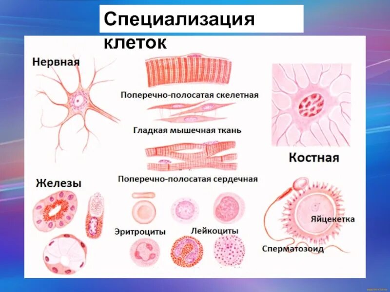 Картинки ОСОБЕННОСТИ СТРОЕНИЯ РАЗЛИЧНЫХ КЛЕТОК